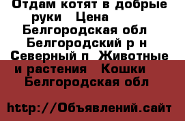 Отдам котят в добрые руки › Цена ­ 100 - Белгородская обл., Белгородский р-н, Северный п. Животные и растения » Кошки   . Белгородская обл.